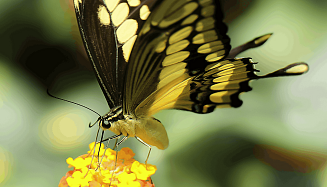 Papilio thoas Amerika