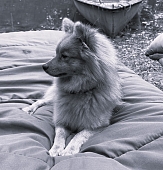 Permettez-moi de vous présenter Soju, notre Chief Happiness Officer. 