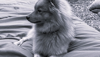 Permettez-moi de vous présenter Soju, notre Chief Happiness Officer. 