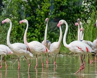 Flamingo Herde Flamingo Herde