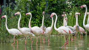 Flamingo Herde Flamingo Herde