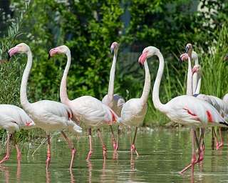 Flamingo Herde