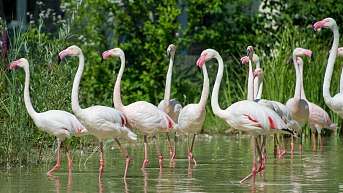 Flamingo Herde