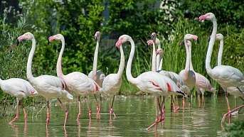 Flamingo Herde
