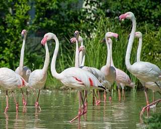 Flamingo Herde