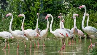 Flamingo Herde