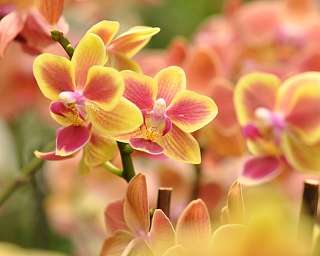 2013 Orchideenschau Phalaenopsis 2013 Orchideenschau Phalaenopsis 6