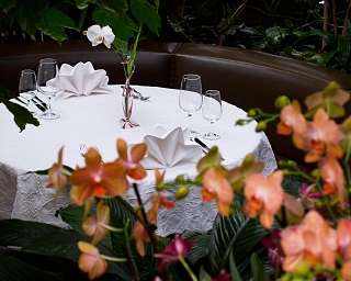 Tropenpflanzen Restaurant Rondelle Tropenpflanzen Restaurant Rondelle ergebnis