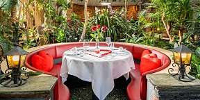 Tropenpflanzen Restaurant Rondelle ergebnis