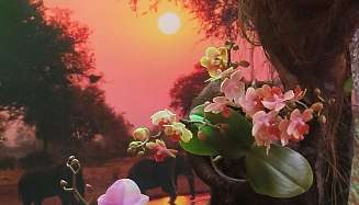 orchideen orchideen 3