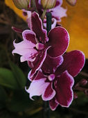 orchideen 6