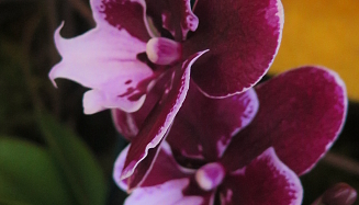 orchideen 6