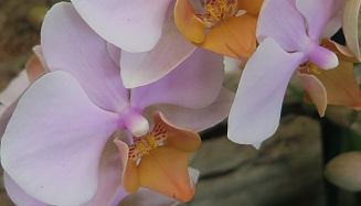 Tropenpflanzen Restaurant Nahaufnahme Tisch ergebnis