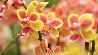 2013 Orchideenschau Phalaenopsis 6 2013 Orchideenschau Phalaenopsis 6